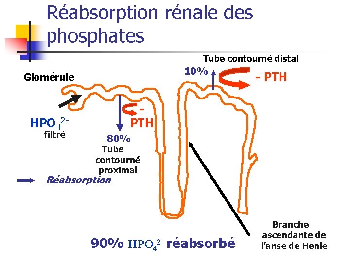 Réabsorption rénale des phosphates Tube contourné distal 10% Glomérule PTH HPO 42 filtré -