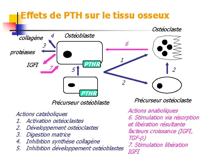 Effets de PTH sur le tissu osseux collagène 4 3 protéases IGFI 7 Ostéoclaste