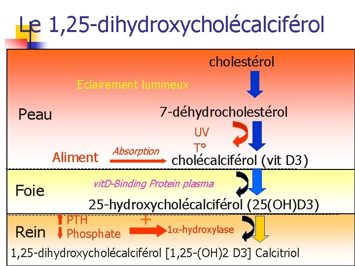 Le 1, 25 -dihydroxycholécalciférol cholestérol Eclairement lumineux 7 -déhydrocholestérol Peau Aliment Foie Rein Absorption