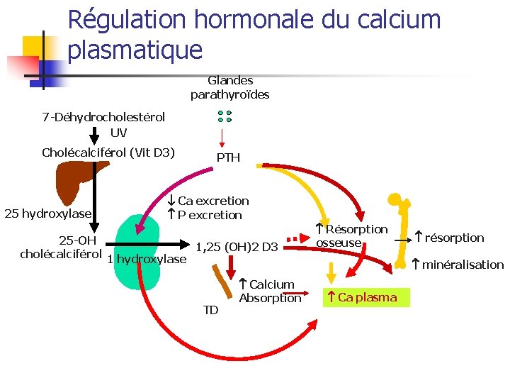 Régulation hormonale du calcium plasmatique Glandes parathyroïdes 7 -Déhydrocholestérol UV Cholécalciférol (Vit D 3)