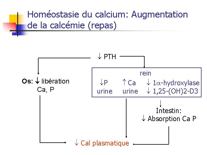 Homéostasie du calcium: Augmentation de la calcémie (repas) PTH Os: libération Ca, P P