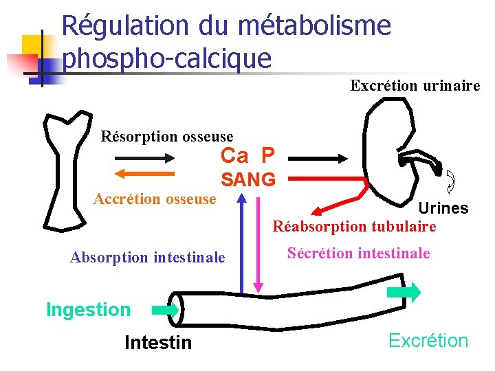 Régulation du métabolisme phospho-calcique Excrétion urinaire Résorption osseuse Ca P Accrétion osseuse SANG Absorption