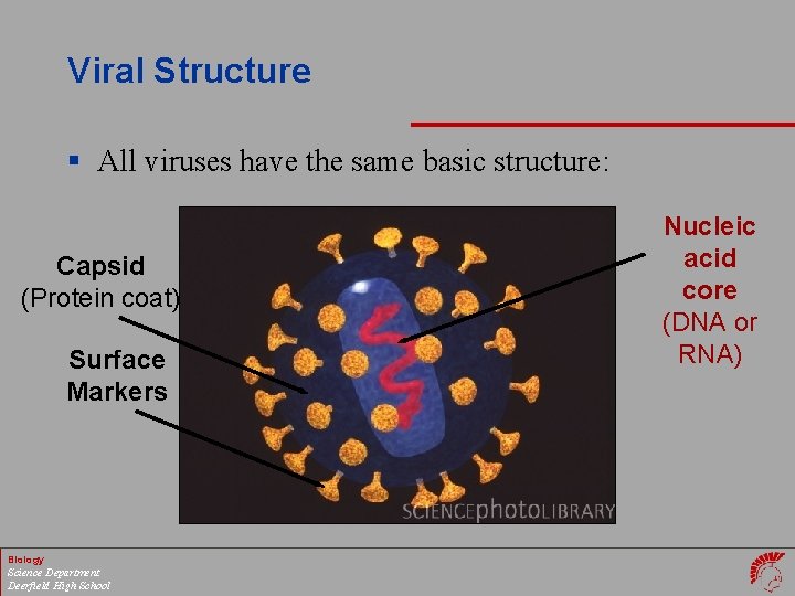 Viral Structure § All viruses have the same basic structure: Capsid (Protein coat) Surface