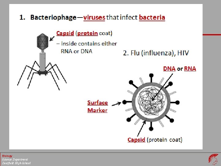 Biology Science Department Deerfield High School 