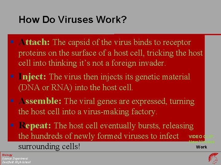 How Do Viruses Work? § Attach: The capsid of the virus binds to receptor