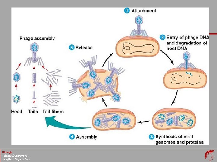 Biology Science Department Deerfield High School 