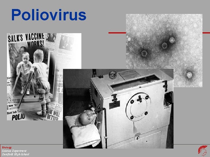 Poliovirus Biology Science Department Deerfield High School 