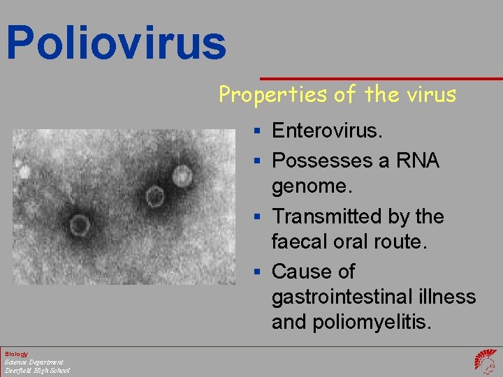 Poliovirus Properties of the virus § Enterovirus. § Possesses a RNA genome. § Transmitted