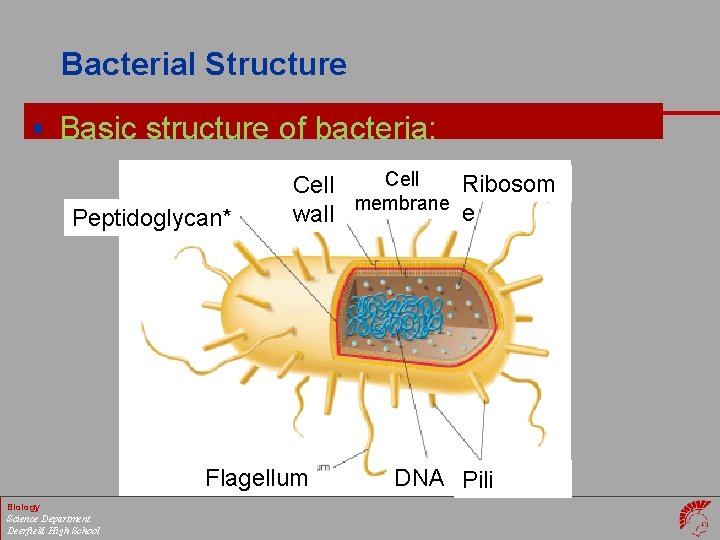 Bacterial Structure § Basic structure of bacteria: Peptidoglycan* Cell Ribosom Cell wall membrane e