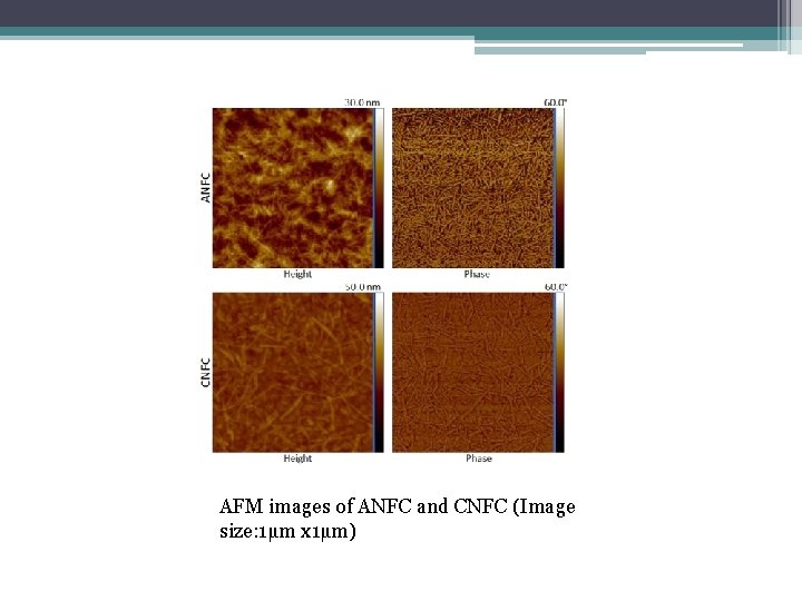 AFM images of ANFC and CNFC (Image size: 1µm x 1µm) 