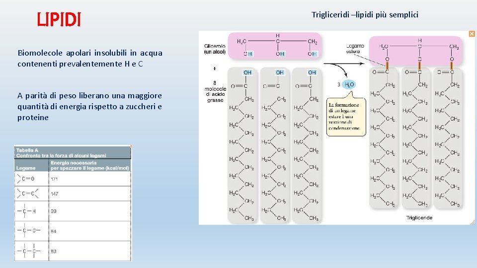 LIPIDI Biomolecole apolari insolubili in acqua contenenti prevalentemente H e C A parità di