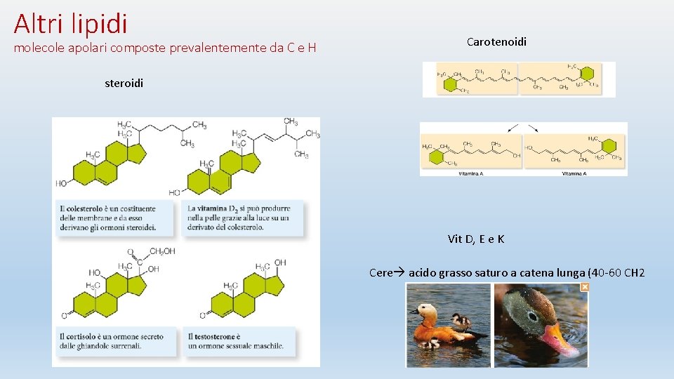 Altri lipidi molecole apolari composte prevalentemente da C e H Carotenoidi steroidi Vit D,