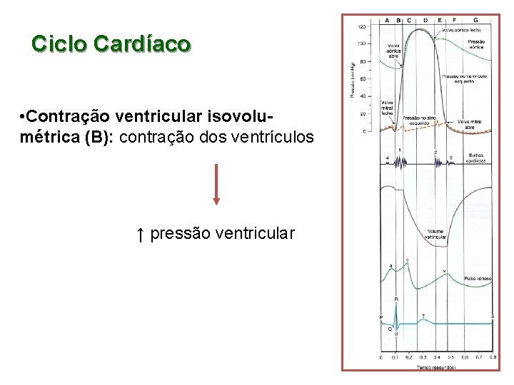 Ciclo Cardíaco • Contração ventricular isovolumétrica (B): contração dos ventrículos ↑ pressão ventricular 