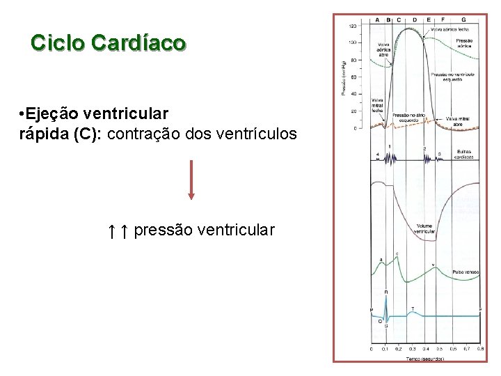 Ciclo Cardíaco • Ejeção ventricular rápida (C): contração dos ventrículos ↑ ↑ pressão ventricular