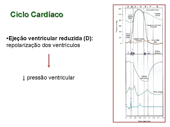 Ciclo Cardíaco • Ejeção ventricular reduzida (D): repolarização dos ventrículos ↓ pressão ventricular 