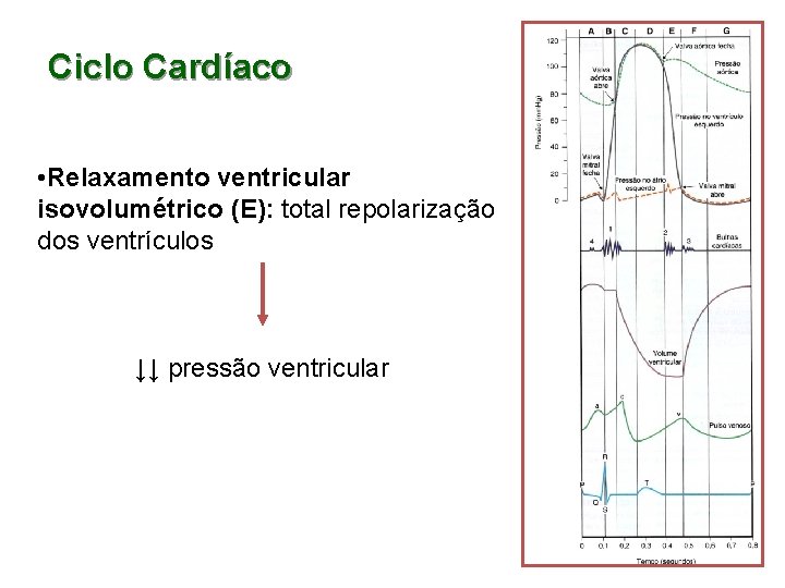 Ciclo Cardíaco • Relaxamento ventricular isovolumétrico (E): total repolarização dos ventrículos ↓↓ pressão ventricular