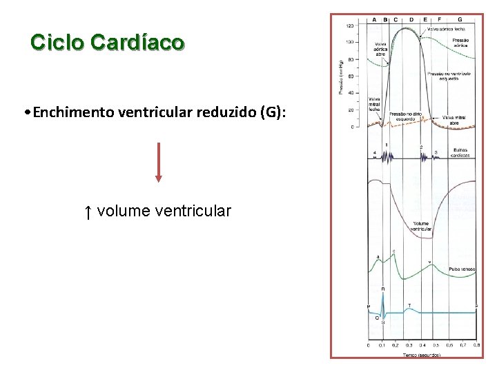 Ciclo Cardíaco • Enchimento ventricular reduzido (G): ↑ volume ventricular 