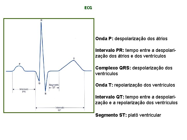 ECG Onda P: despolarização dos átrios Intervalo PR: tempo entre a despolarização dos átrios