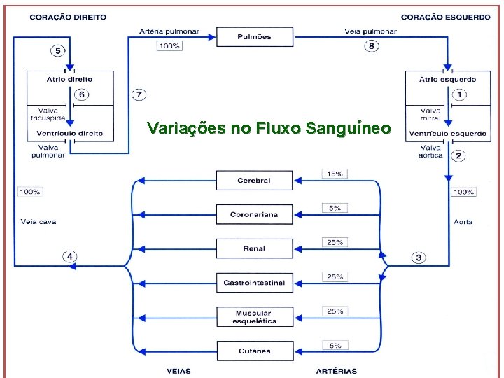 Variações no Fluxo Sanguíneo 