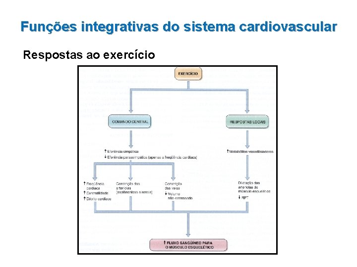 Funções integrativas do sistema cardiovascular Respostas ao exercício 