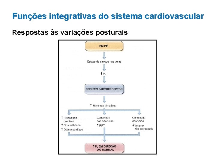 Funções integrativas do sistema cardiovascular Respostas às variações posturais 