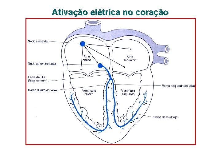 Ativação elétrica no coração 