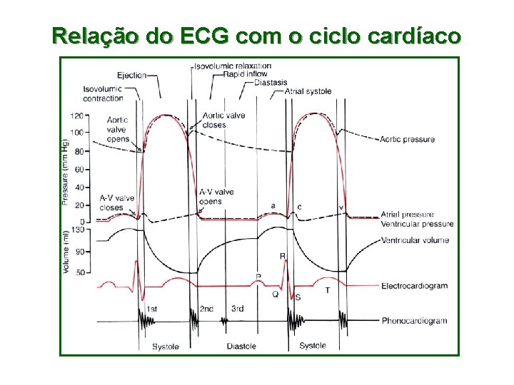 Relação do ECG com o ciclo cardíaco 