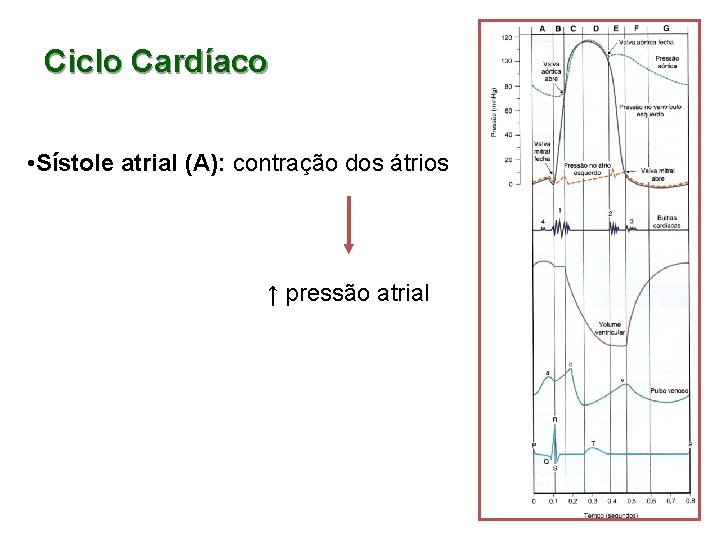 Ciclo Cardíaco • Sístole atrial (A): contração dos átrios ↑ pressão atrial 