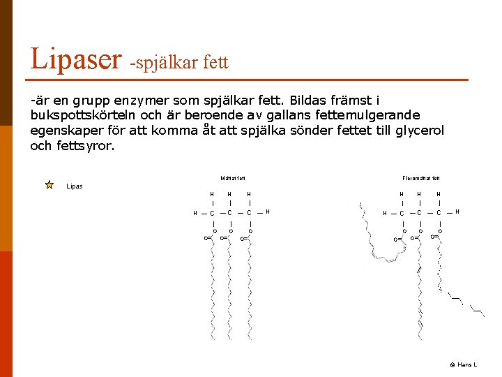 Lipaser -spjälkar fett -är en grupp enzymer som spjälkar fett. Bildas främst i bukspottskörteln Lipaser -spjälkar fett -är en grupp enzymer som spjälkar fett. Bildas främst i bukspottskörteln