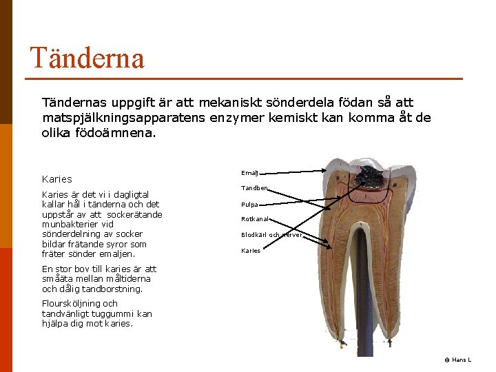 Tändernas uppgift är att mekaniskt sönderdela födan så att matspjälkningsapparatens enzymer kemiskt kan komma Tändernas uppgift är att mekaniskt sönderdela födan så att matspjälkningsapparatens enzymer kemiskt kan komma