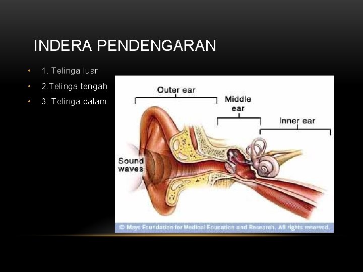 INDERA PENDENGARAN • 1. Telinga luar • 2. Telinga tengah • 3. Telinga dalam