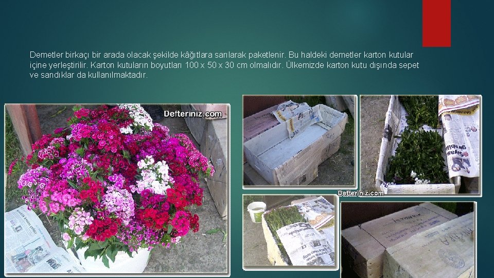 Demetler birkaçı bir arada olacak şekilde kâğıtlara sarılarak paketlenir. Bu haldeki demetler karton kutular