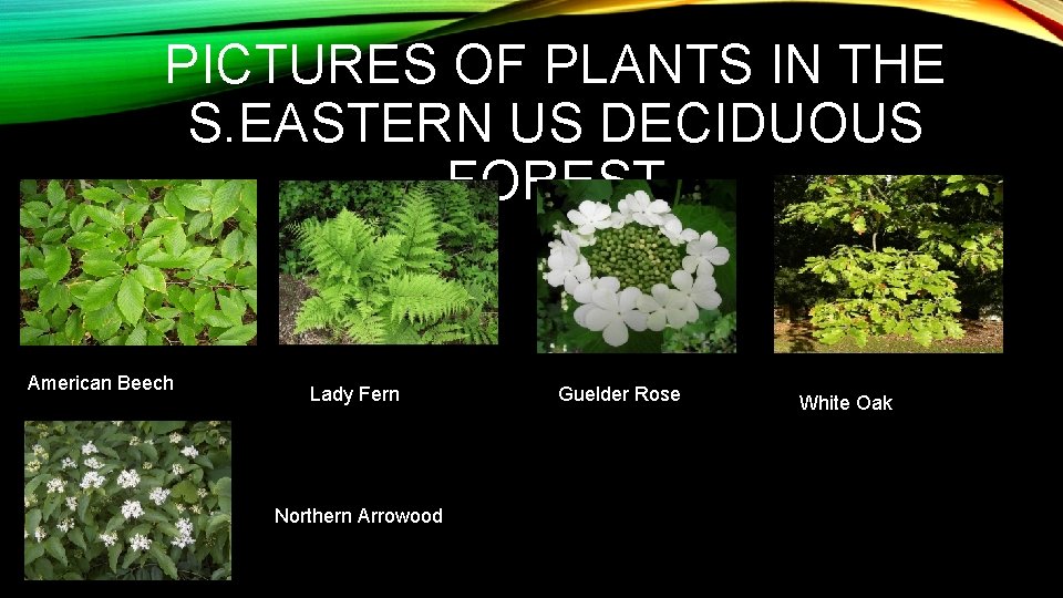 PICTURES OF PLANTS IN THE S. EASTERN US DECIDUOUS FOREST American Beech Lady Fern