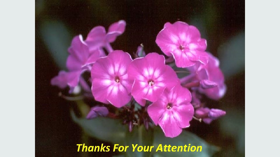 Thanks For Your Attention 