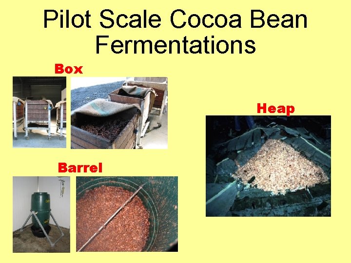 Pilot Scale Cocoa Bean Fermentations Box Heap Barrel 
