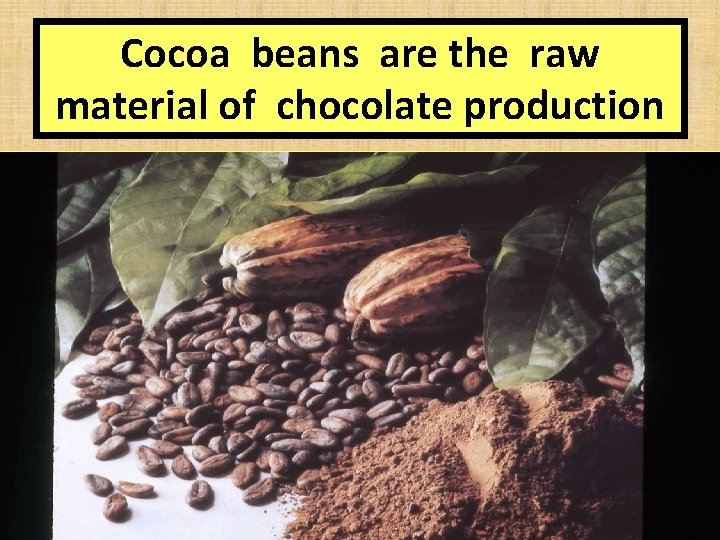 Cocoa beans are the raw material of chocolate production 