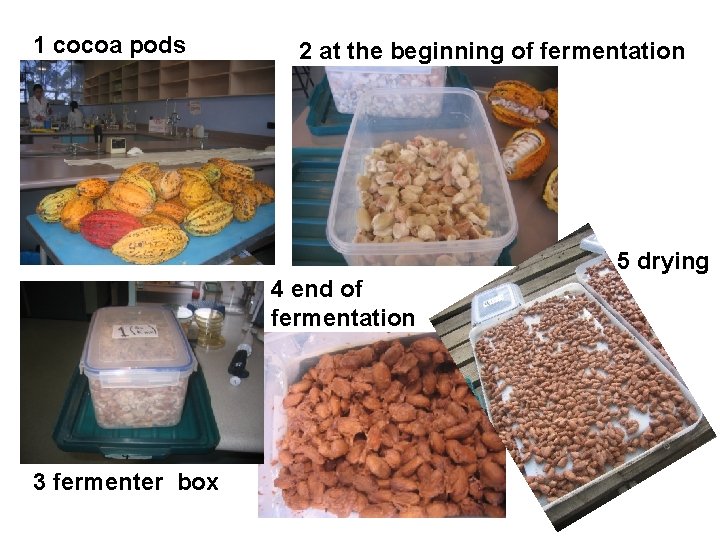 1 cocoa pods 2 at the beginning of fermentation 5 drying 4 end of