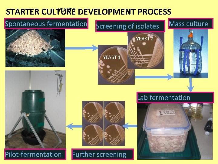 YEAST 1 STARTER CULTURE DEVELOPMENT PROCESS Spontaneous fermentation Screening of isolates Mass culture YEAST