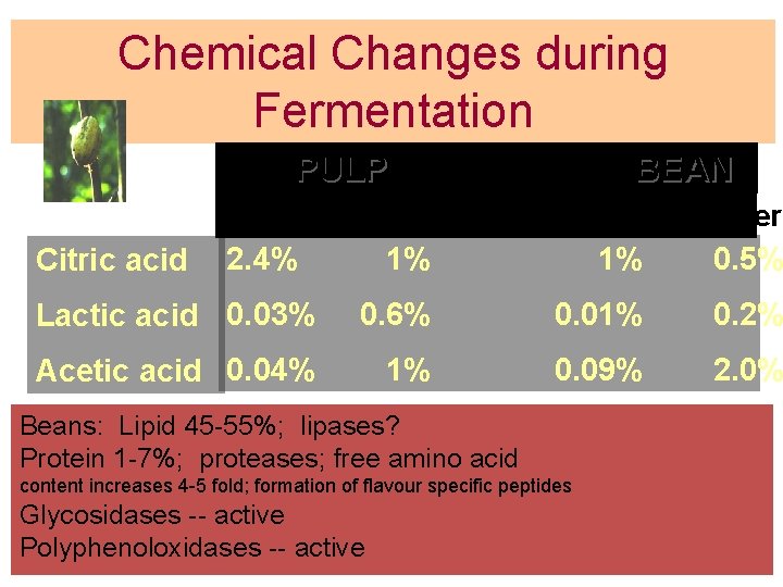 Chemical Changes during Fermentation PULP BEAN Before 2. 4% After 1% Before 1% After