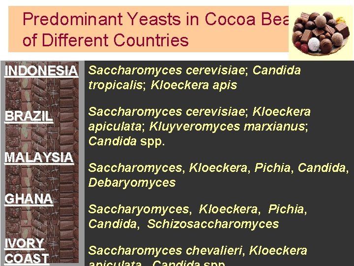 Predominant Yeasts in Cocoa Beans of Different Countries INDONESIA Saccharomyces cerevisiae; Candida tropicalis; Kloeckera