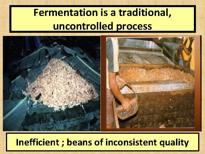 Fermentation is a traditional, uncontrolled process Inefficient ; beans of inconsistent quality 