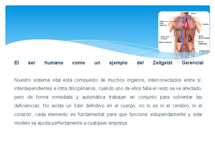 . El ser humano como un ejemplo del Zeitgeist Gerencial Nuestro sistema vital está