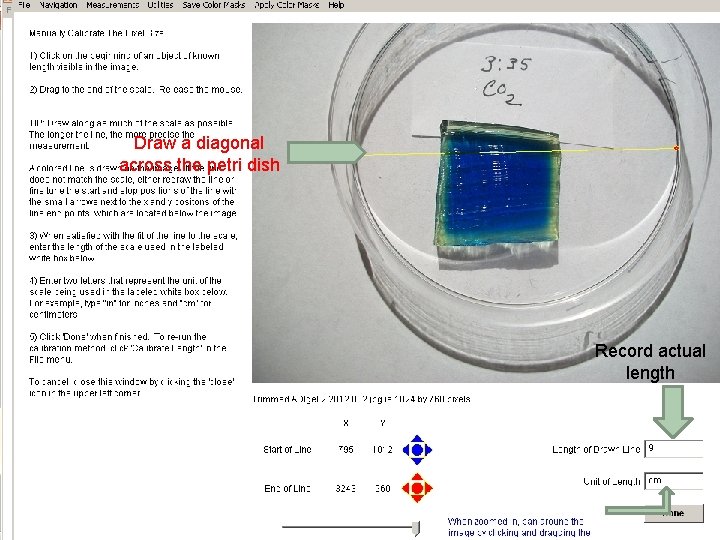 Draw a diagonal across the petri dish Record actual length 