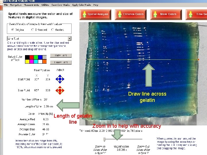 Draw line across gelatin Length of gelatin line Zoom in to help with accuracy