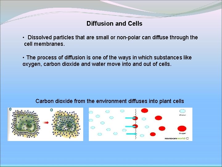 Diffusion and Cells • Dissolved particles that are small or non-polar can diffuse through