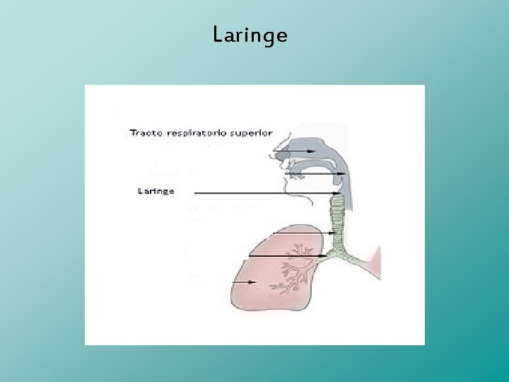 Laringe 