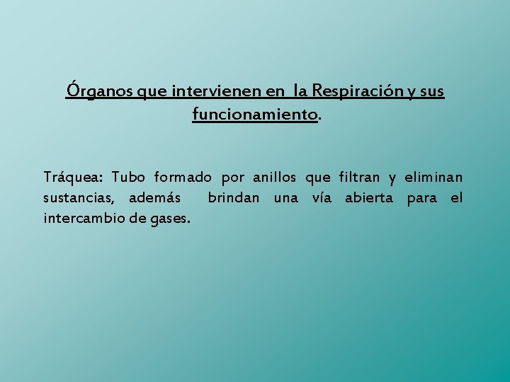 Órganos que intervienen en la Respiración y sus funcionamiento. Tráquea: Tubo formado por anillos