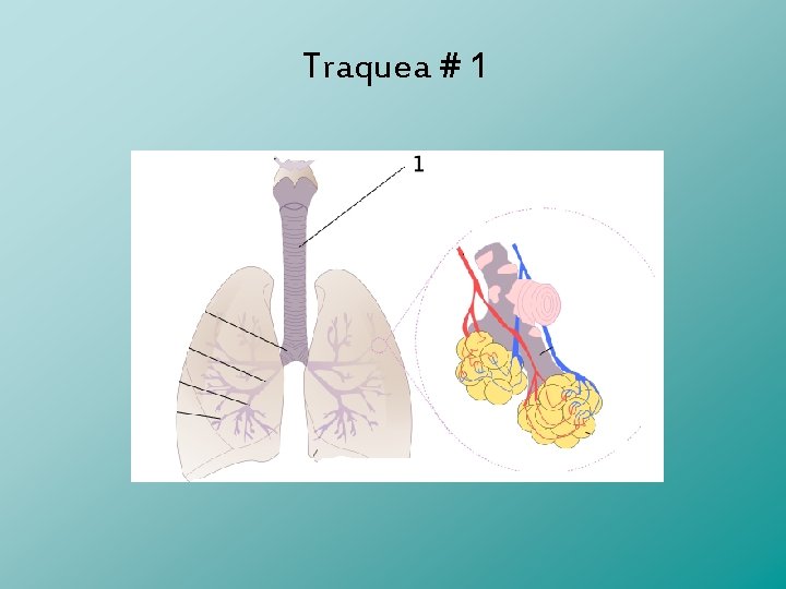 Traquea # 1 