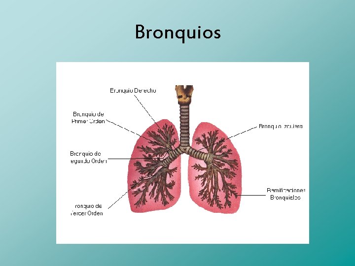 Bronquios 