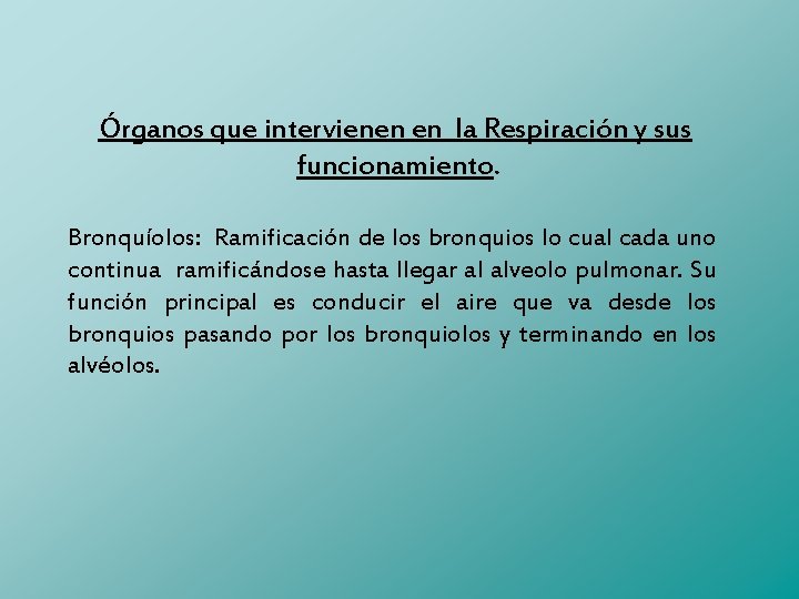 Órganos que intervienen en la Respiración y sus funcionamiento. Bronquíolos: Ramificación de los bronquios